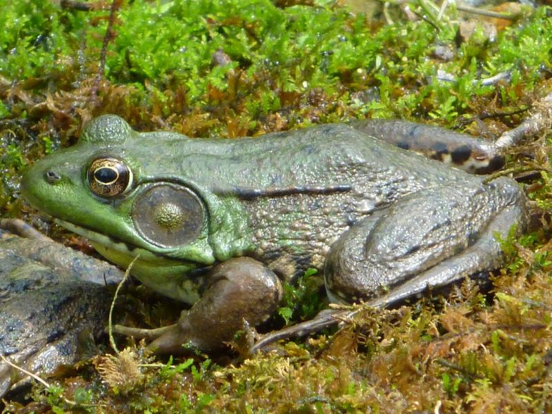 Photo: A male Northern Green Frog near a pond